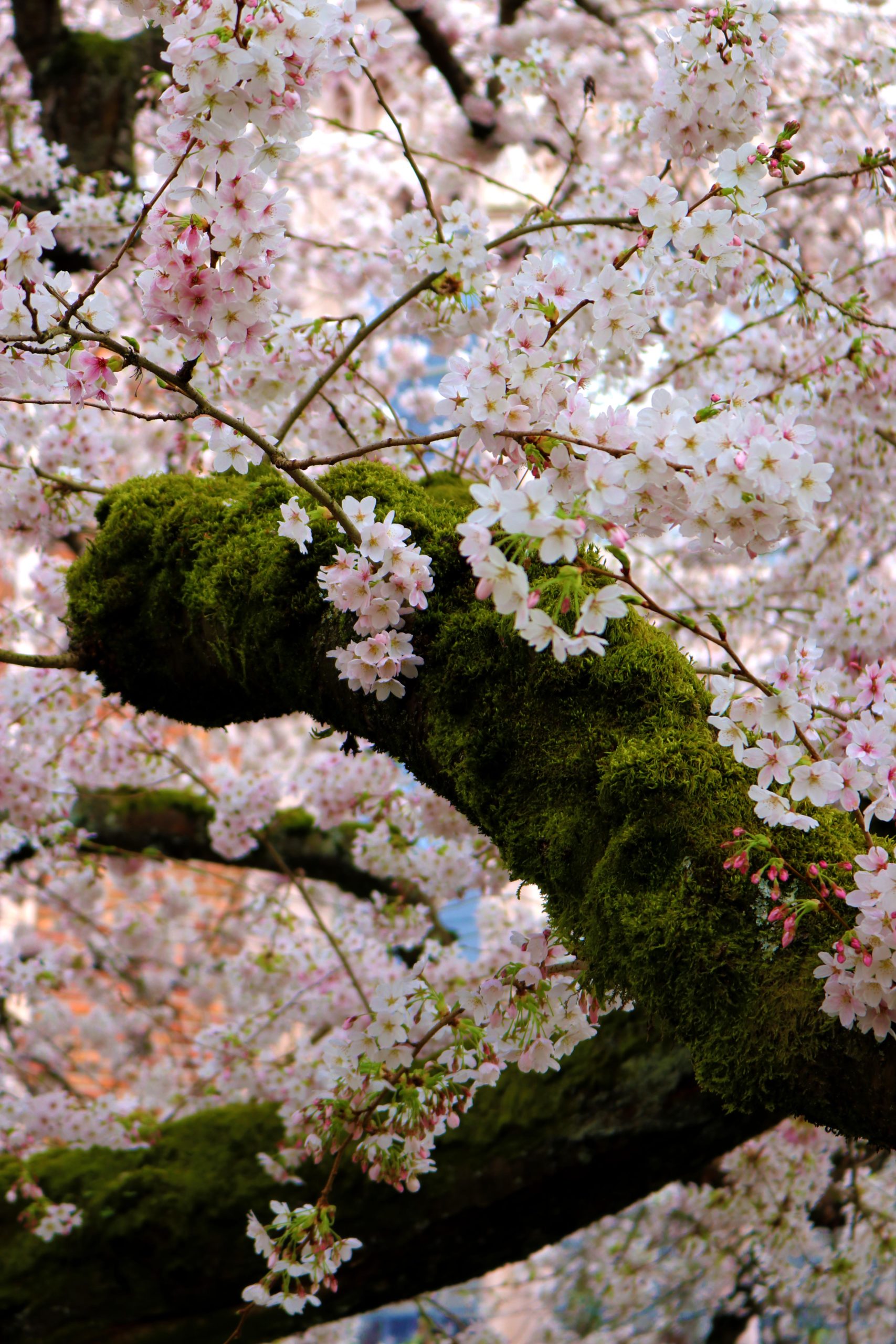 CherryBlossoms1